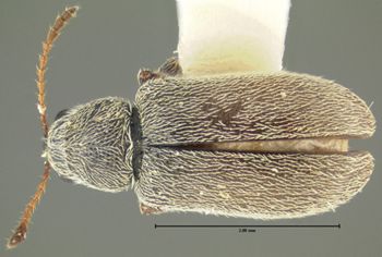 Media type: image;   Entomology 264 Aspect: habitus dorsal view